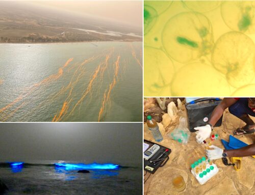 Des chercheurs du CRODT et de l’IRD ont analysé pour la première fois une efflorescence massive d’algues bioluminescentes responsables de marées rouges toxiques au Sénégal