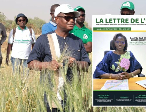 “LA LETTRE DE L’ISRA” N° 19 – Souveraineté alimentaire : le Sénégal a décidé de prendre en main son destin pour mieux nourrir sa population
