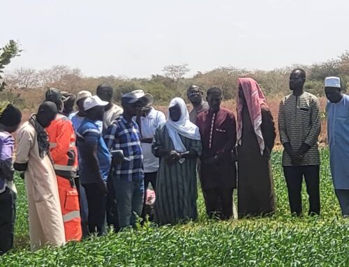 Culture du blé au Sénégal : le projet FIRST forme les conseillers agricoles et producteurs de Matam aux bonnes pratiques