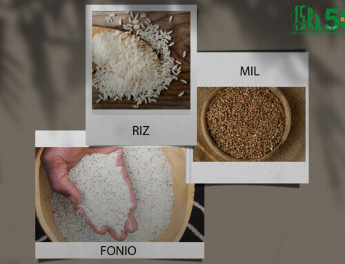 Catalogue National des Semences et Espèces de Plantes cultivées au Sénégal : des nouvelles variétés de riz, mil et fonio de l’ISRA inscrites