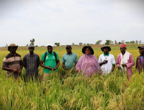 Bassin Arachidier : l’ISRA et le PAIS sèment les graines du renouveau de la riziculture pluviale et de l’horticulture dans la région de Kaolack