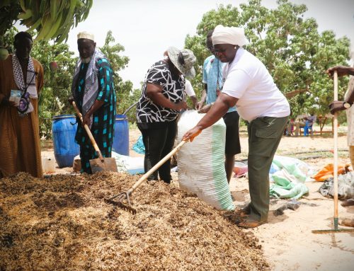 Production semencière : l’ISRA fait le bilan de 2025 et fixe le cap pour la campagne agricole 2026