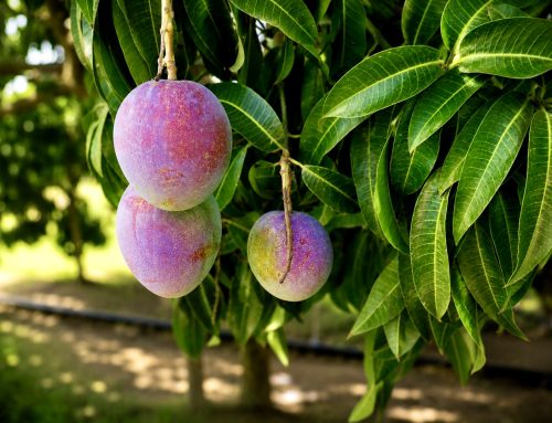Projet « Jaww Ji Mango Niayes » : quarante producteurs formés aux biofertilisants et biopesticides à Diop Sao